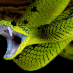 פחד מנחשים דעות קדומות ואיך נפתרים מפוביות - העצמה אישית